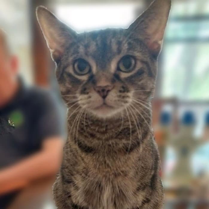 Melody - Domestic Short Hair