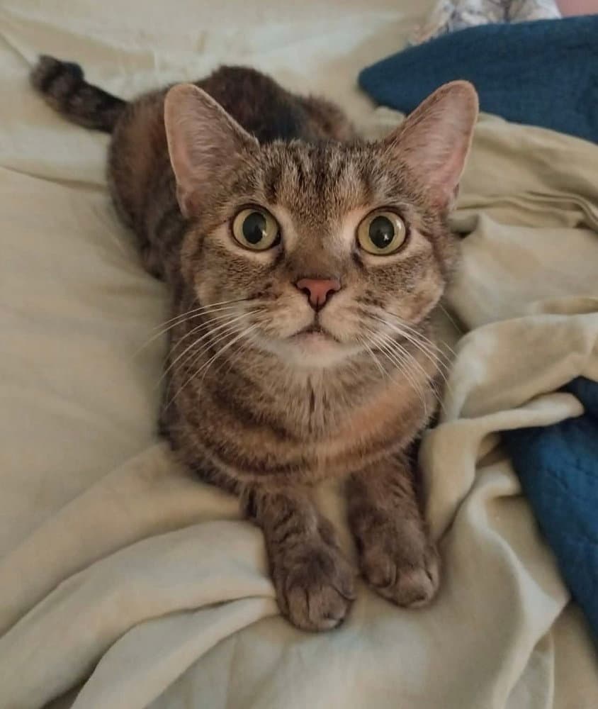 Gurro - Domestic Short Hair