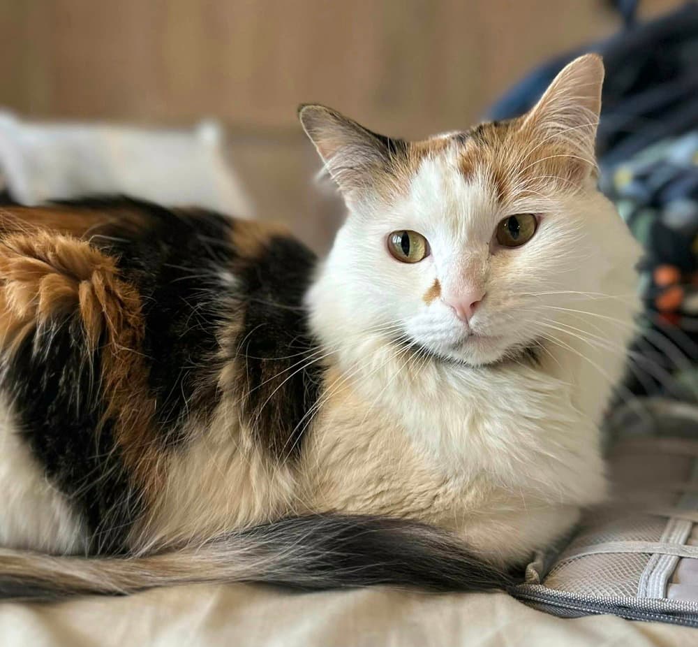Genevieve - Domestic Long Hair