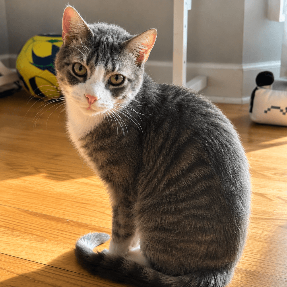 Tino T - Domestic Short Hair