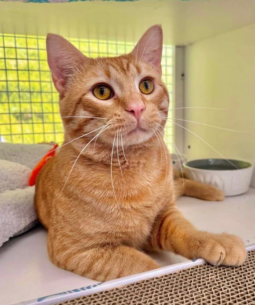 Samuel - Domestic Short Hair