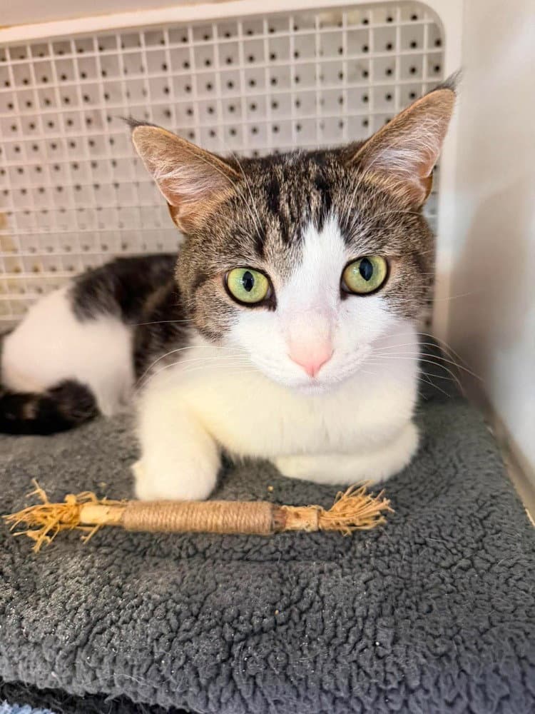 Teddy - Domestic Short Hair