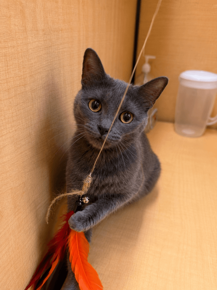 Ed - Domestic Short Hair