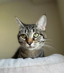 Bonnie image 1