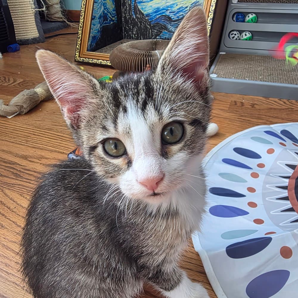 Dewey - Domestic Short Hair