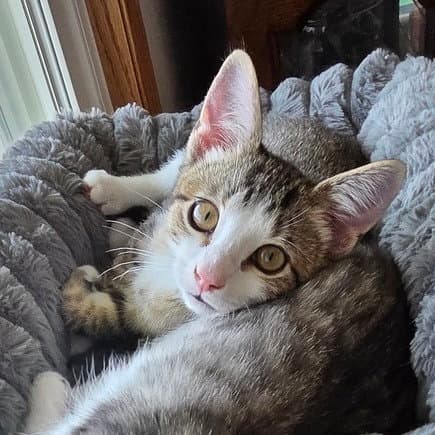 Dart - Domestic Short Hair