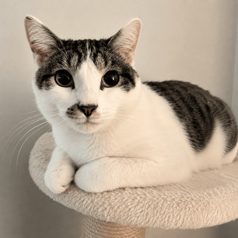 Milo - Domestic Short Hair
