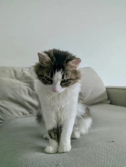 Dora image 2