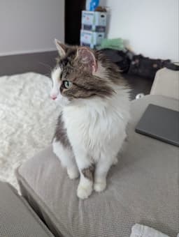 Dora image 3