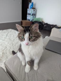 Dora image 4