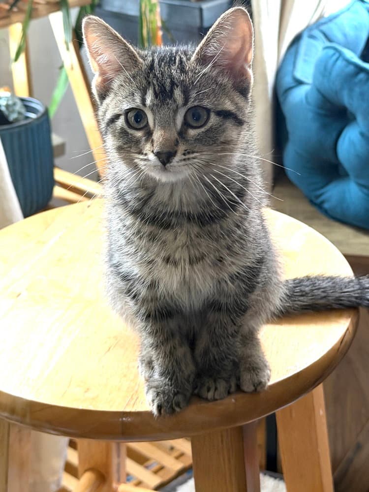 Sunny - Domestic Short Hair