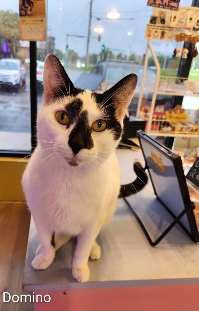 Domino - Domestic Short Hair