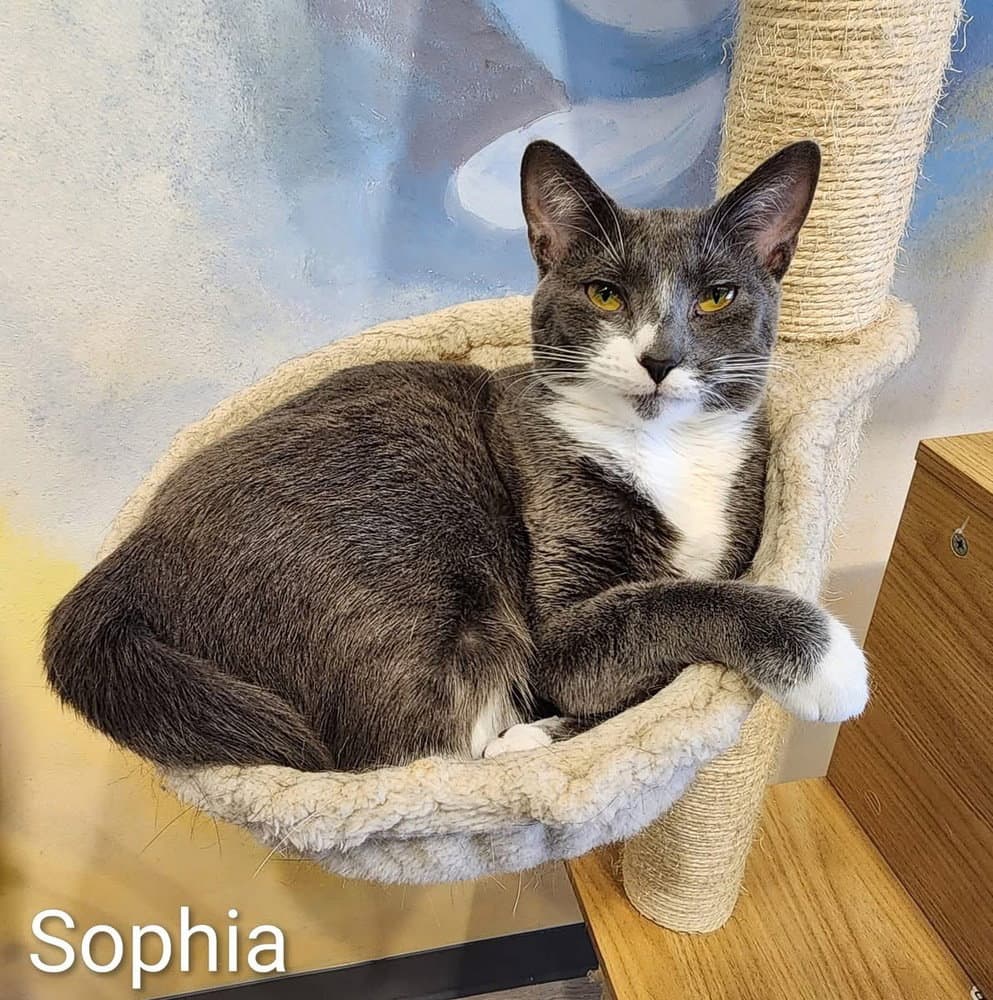 Sophia - Domestic Short Hair