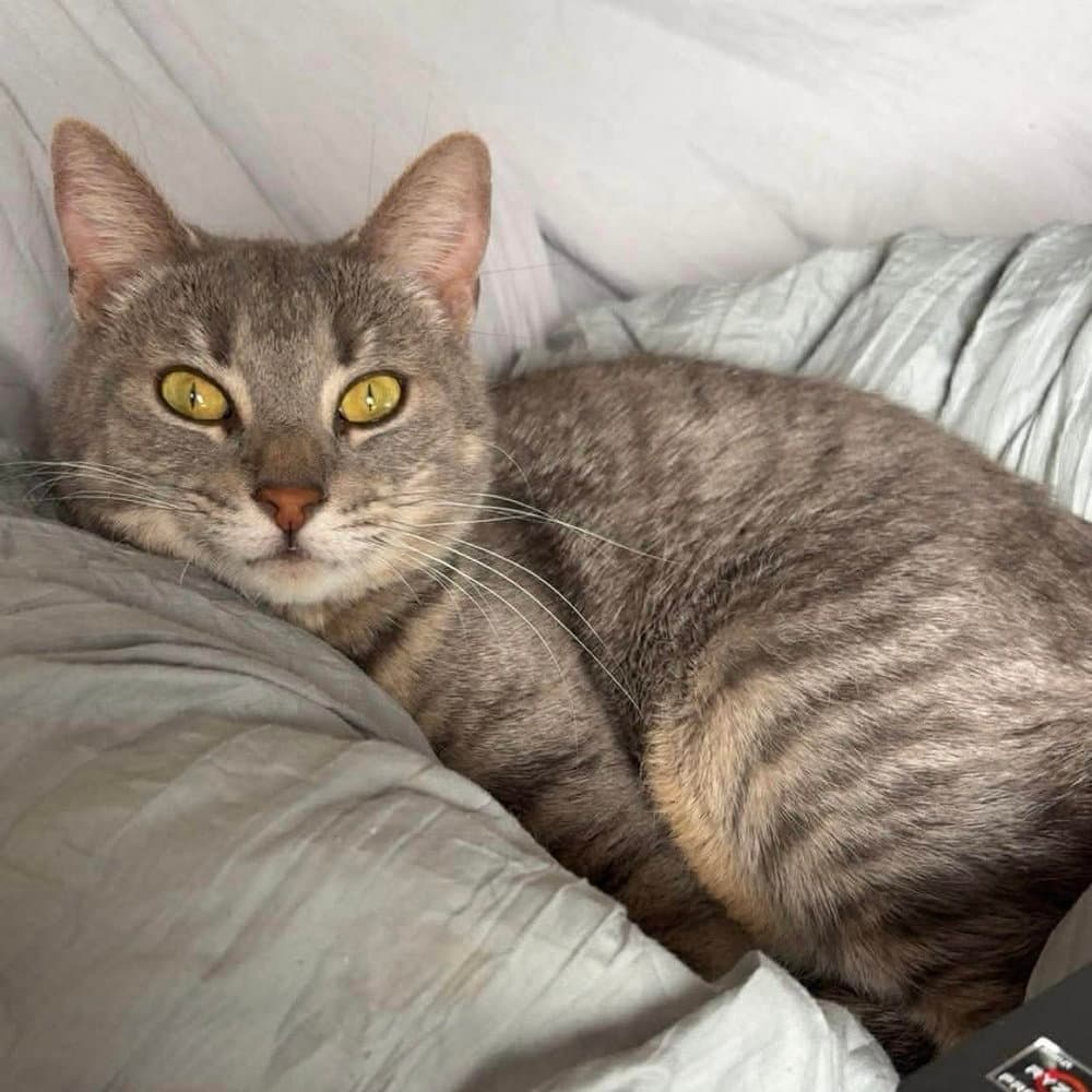 Jewel - Domestic Short Hair