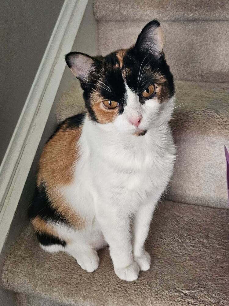 Dolce - Domestic Short Hair