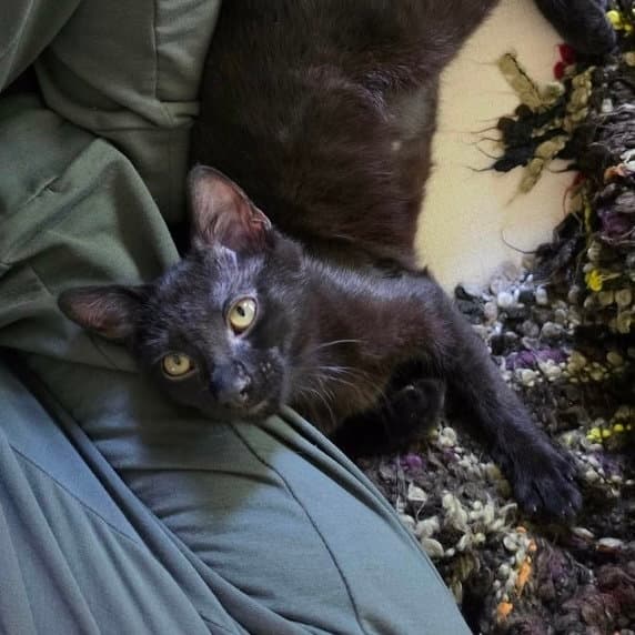 Gin - Domestic Short Hair