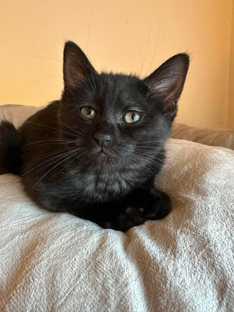 Jameson Lorelai Kitten - Domestic Short Hair