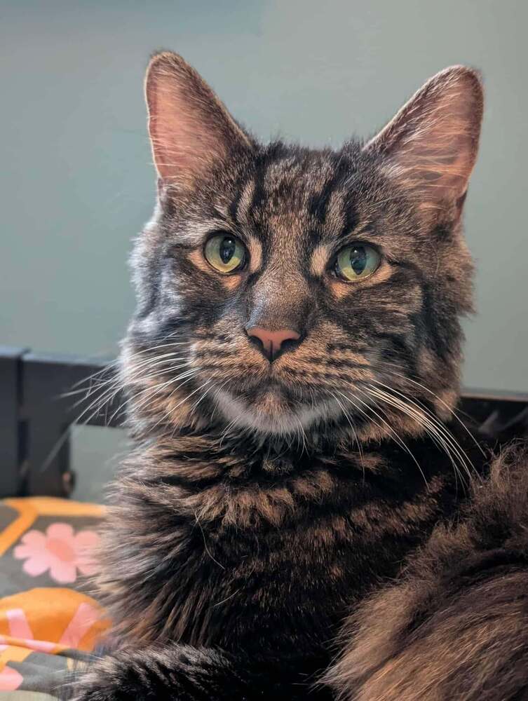 Greyson - Maine Coon
