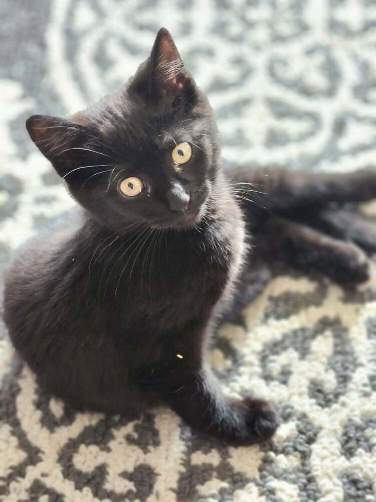 Voodoo - Domestic Short Hair
