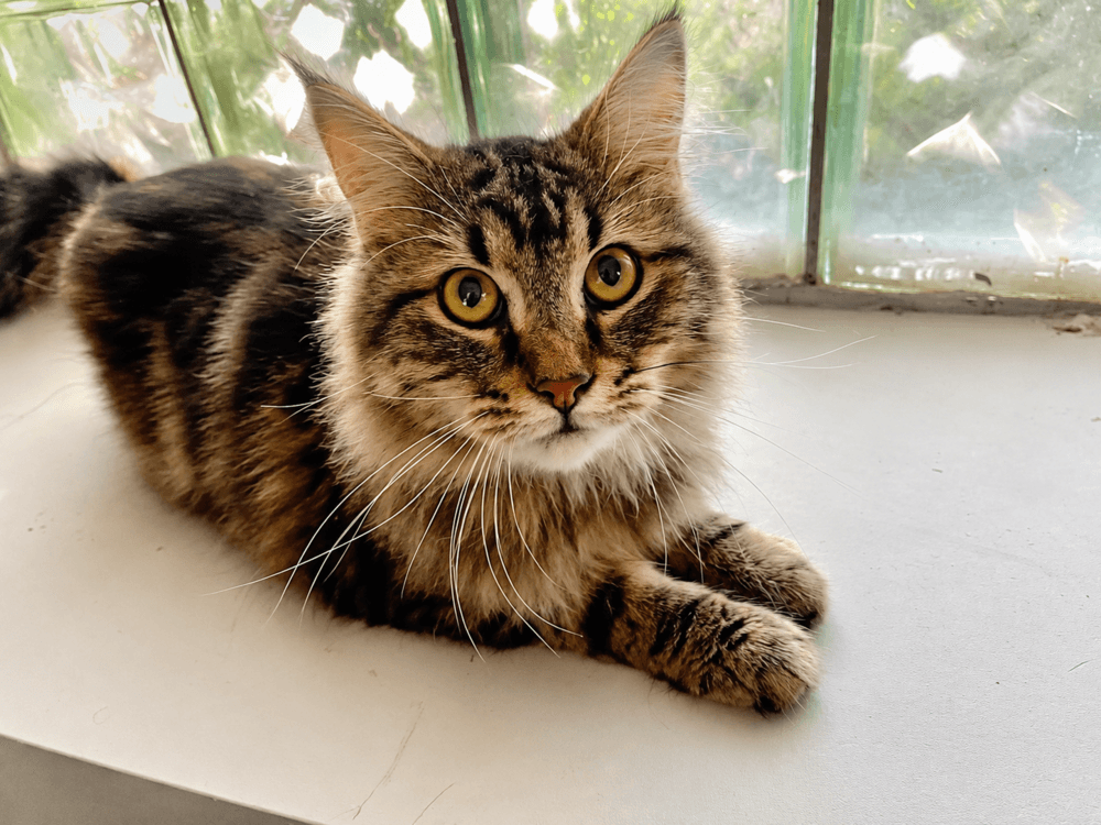 Shawnee - Domestic Medium Hair