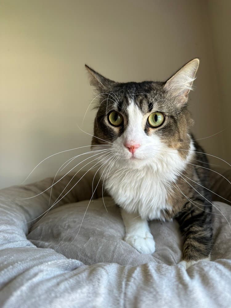 Alien Invasion Aka Oliver - Domestic Medium Hair