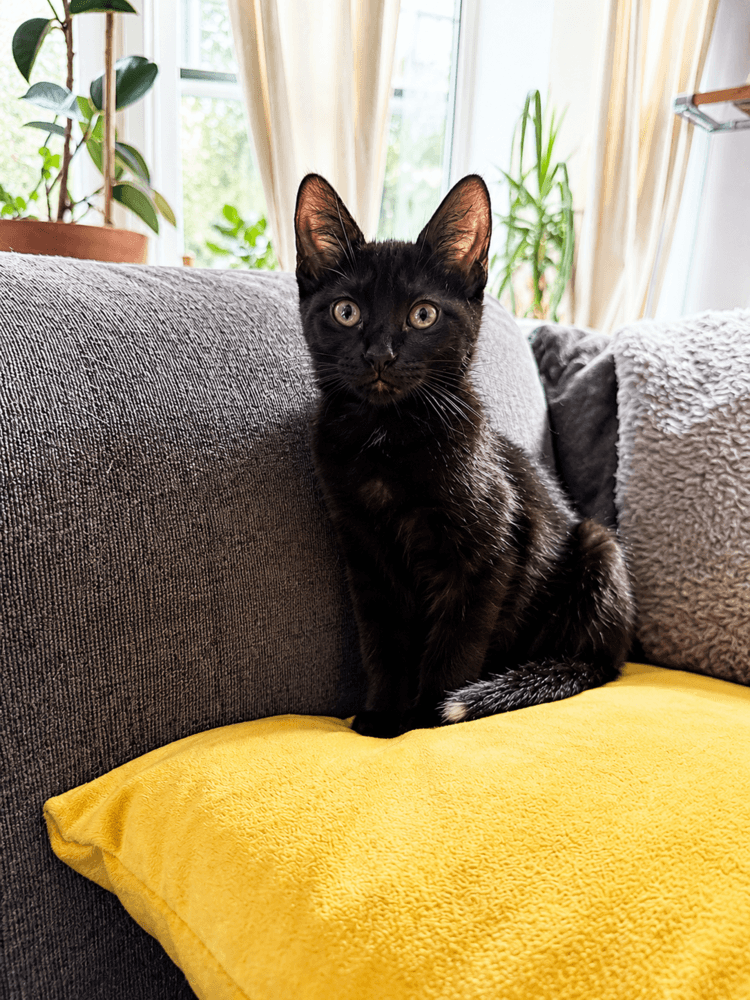 Sol - Domestic Short Hair