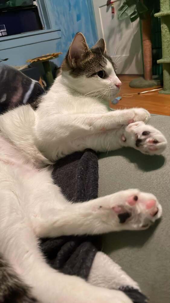 Sugar - Domestic Short Hair