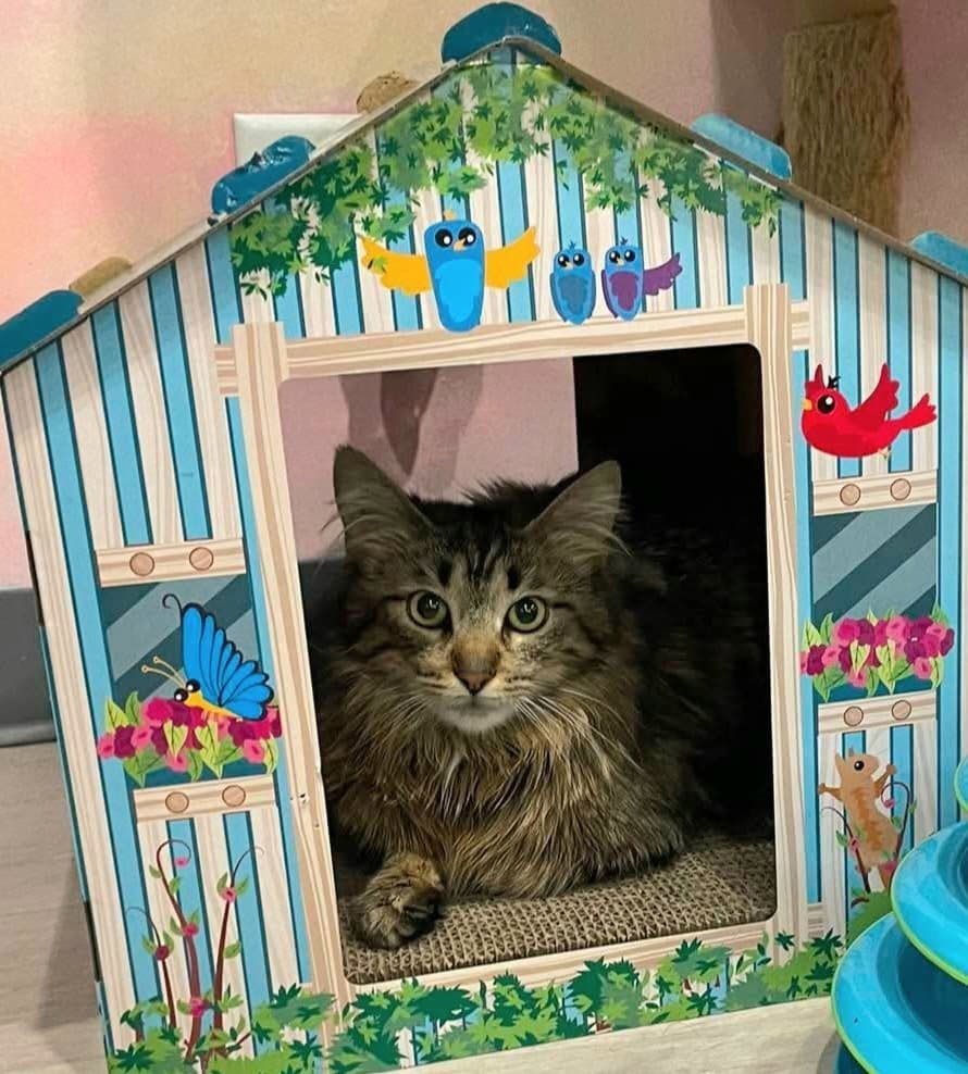 Lauren - Maine Coon