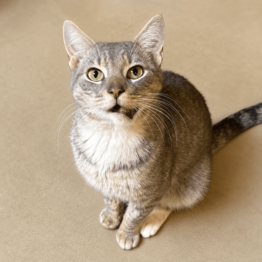 Chance Fka Armin - Domestic Short Hair