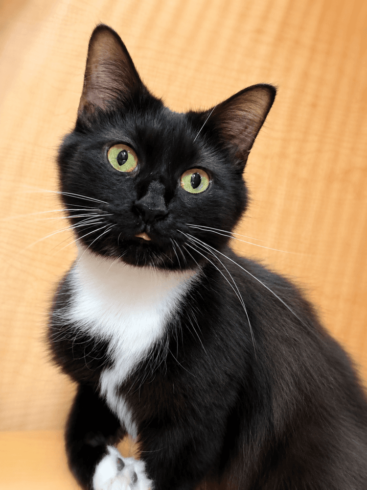Lorelai - Domestic Long Hair