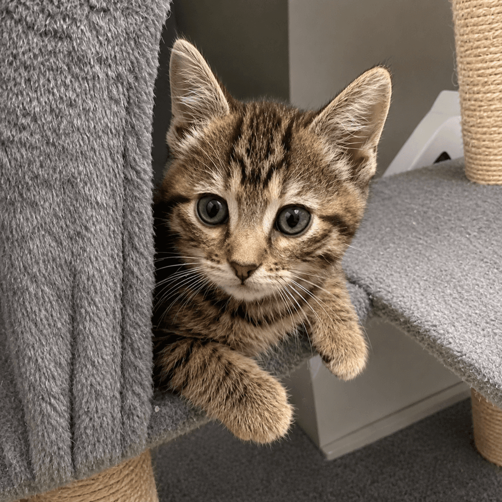 Discovery - Domestic Short Hair