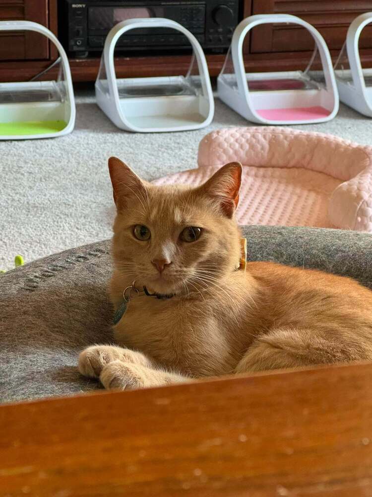 Sam - Domestic Short Hair