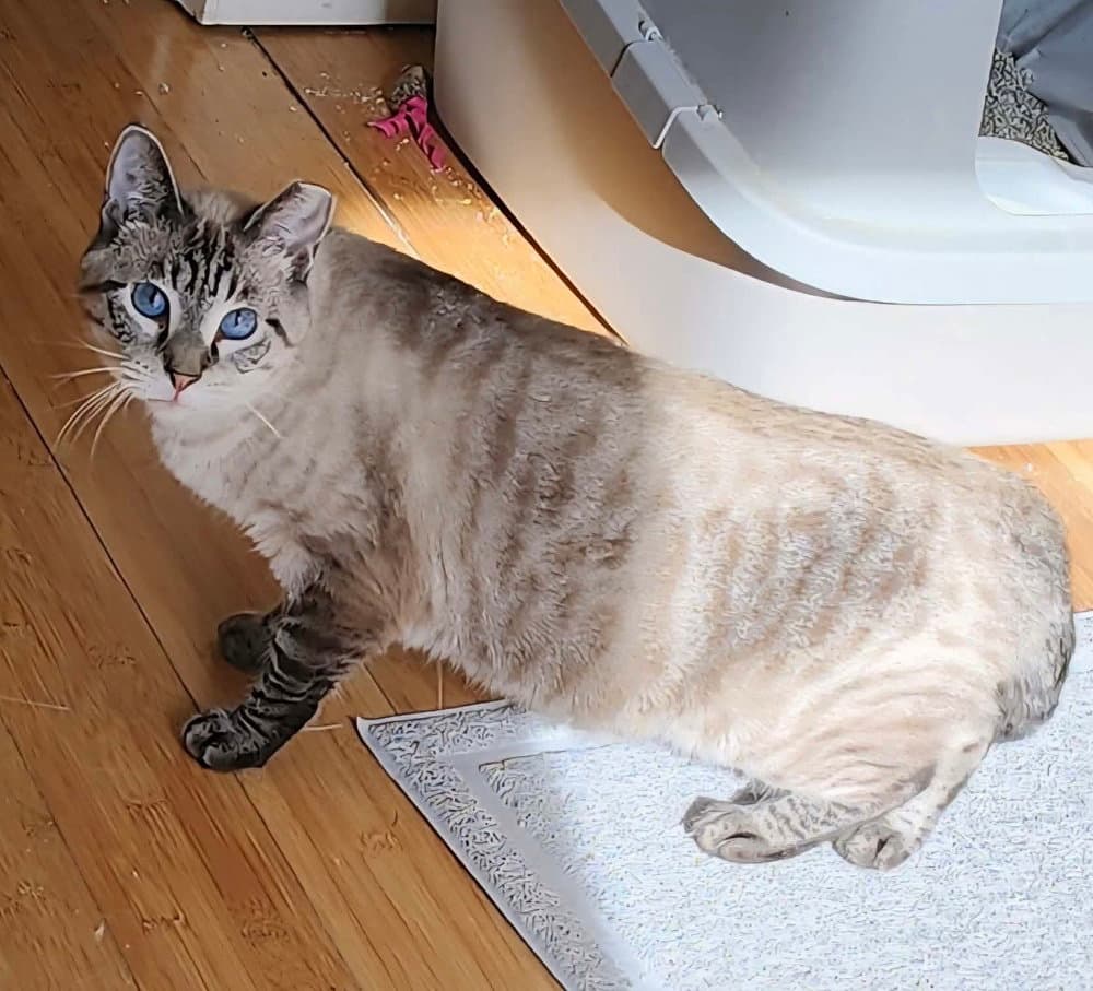 Flower - Siamese