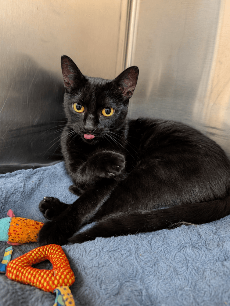 Nina - Domestic Short Hair