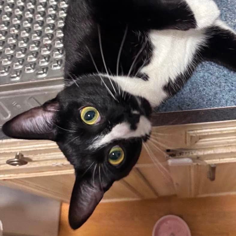 Gigi - Domestic Short Hair
