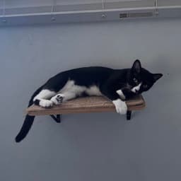 Gigi image 2