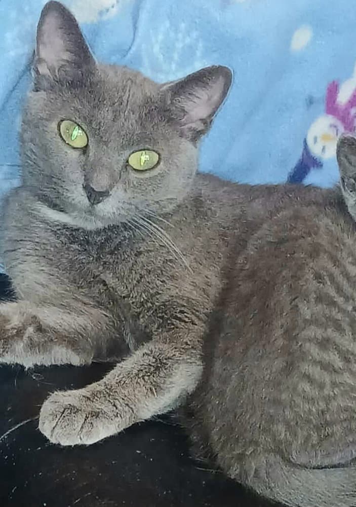 Hester - Domestic Short Hair