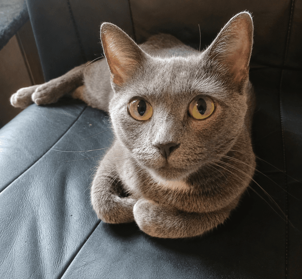Hester - Domestic Short Hair