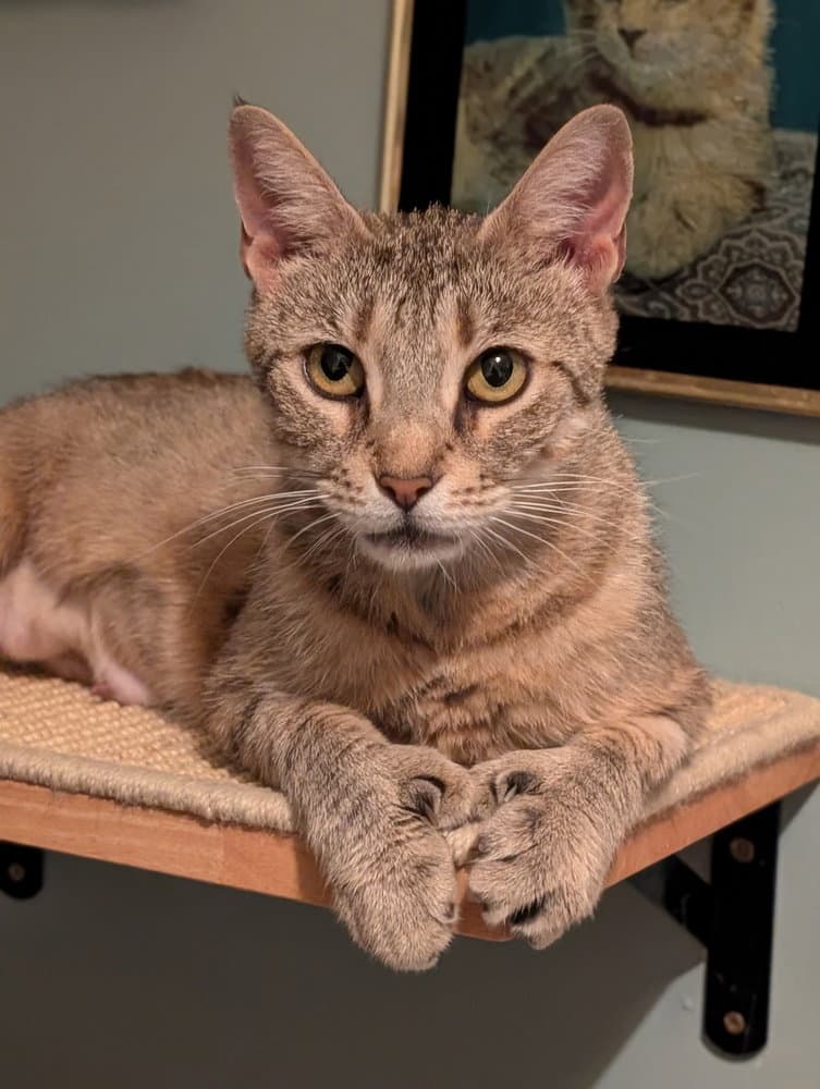 Lynx - Domestic Short Hair