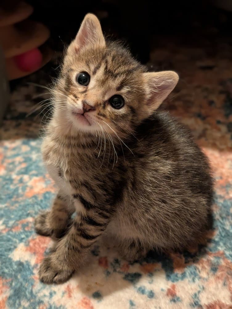 Ocelot - Domestic Short Hair