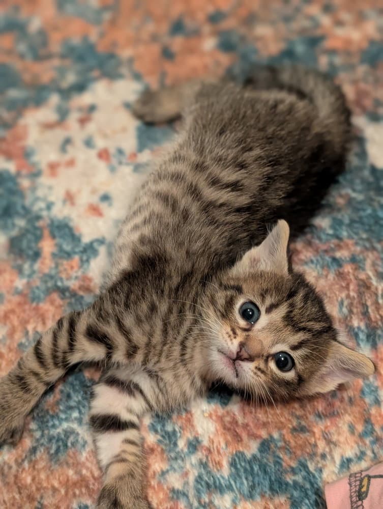 Puma - Domestic Short Hair