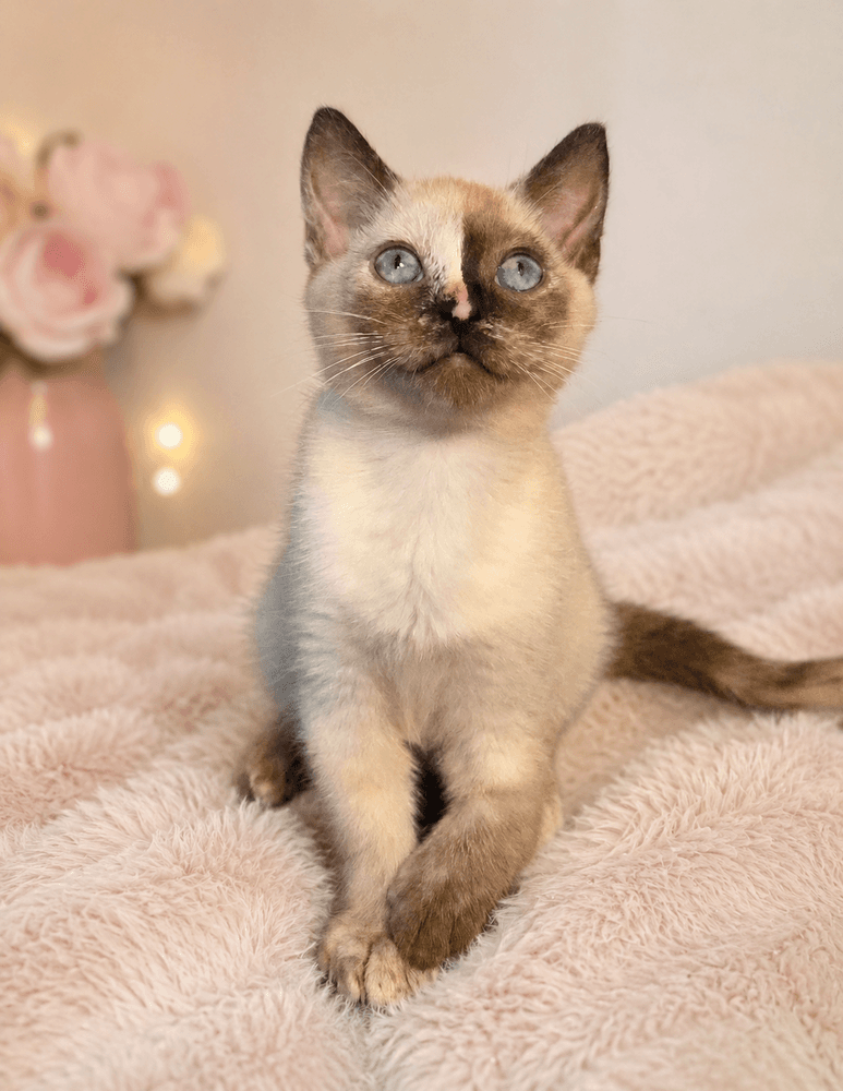 Raspberry - Siamese