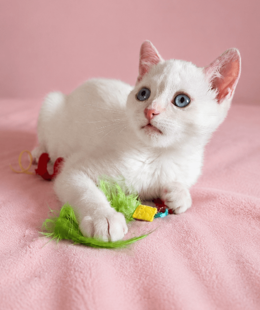 Blueberry - Siamese