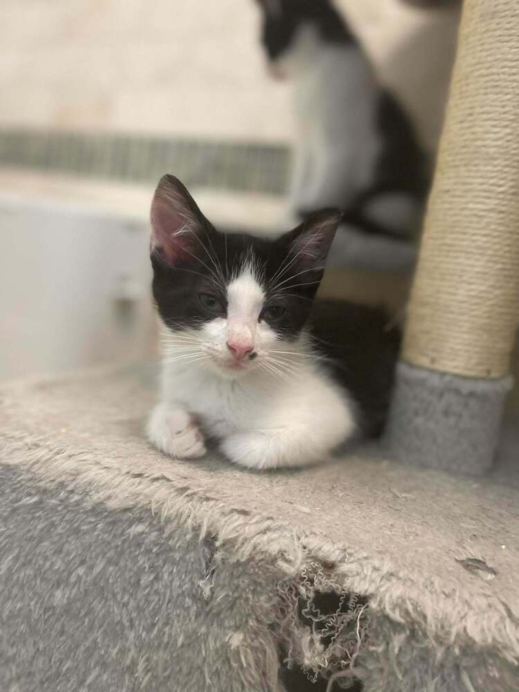 Rambouillet - Domestic Medium Hair