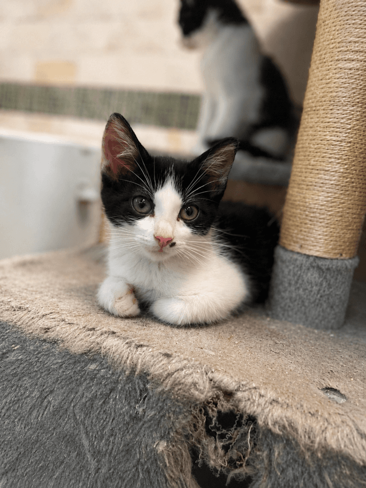 Rambouillet - Domestic Medium Hair