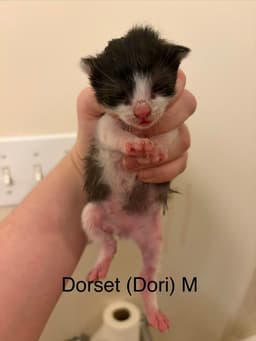 Dorset image 4