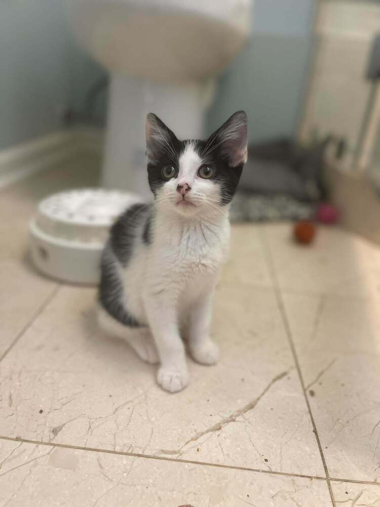 Merino - Domestic Medium Hair