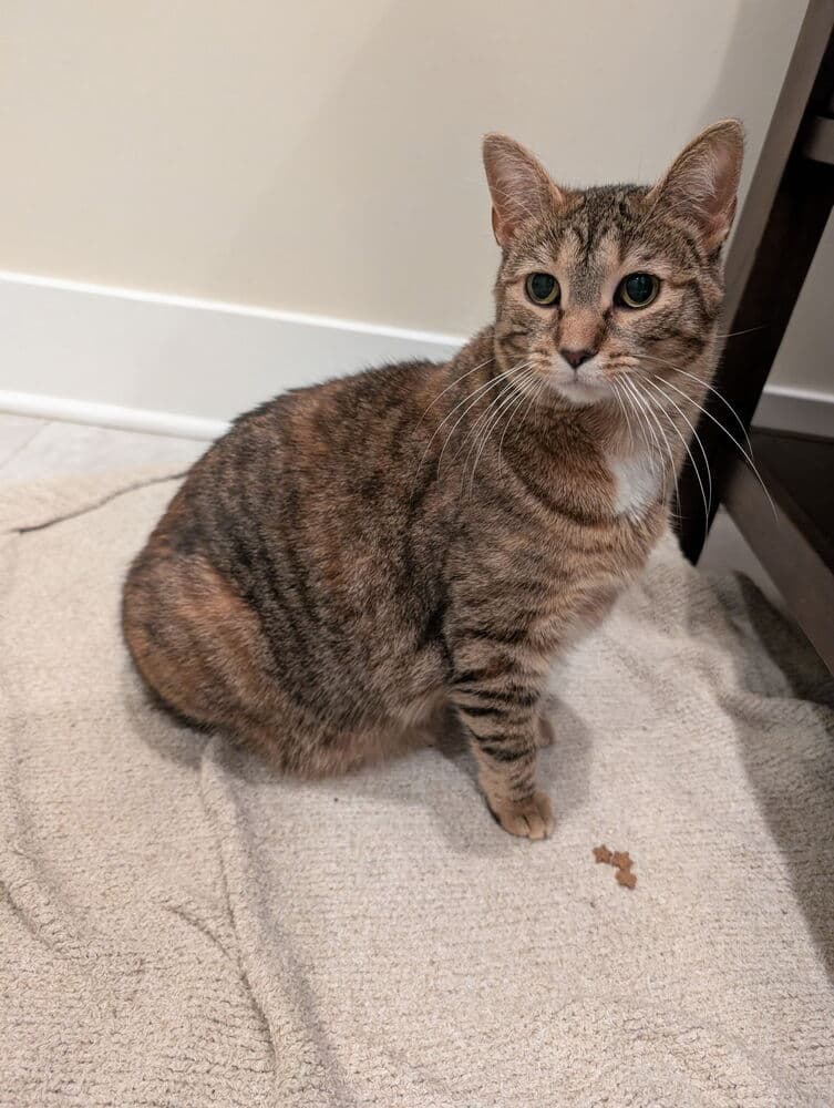 Emmy - Domestic Short Hair