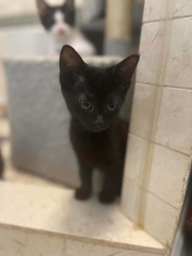 Karakul - Domestic Medium Hair