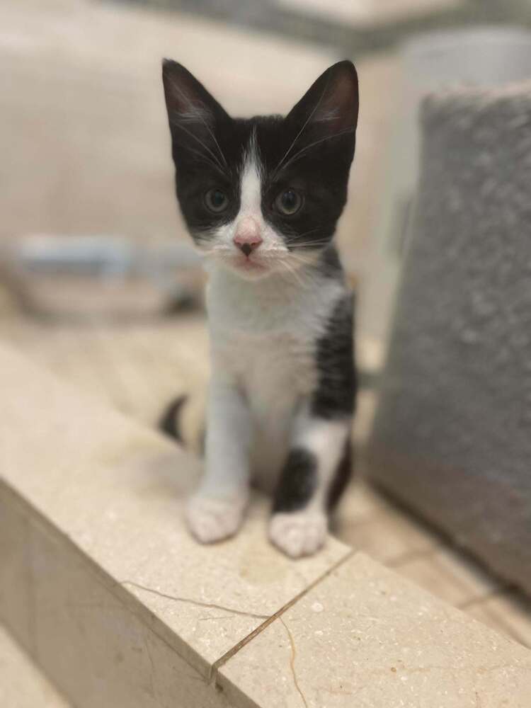 Corridale - Domestic Medium Hair